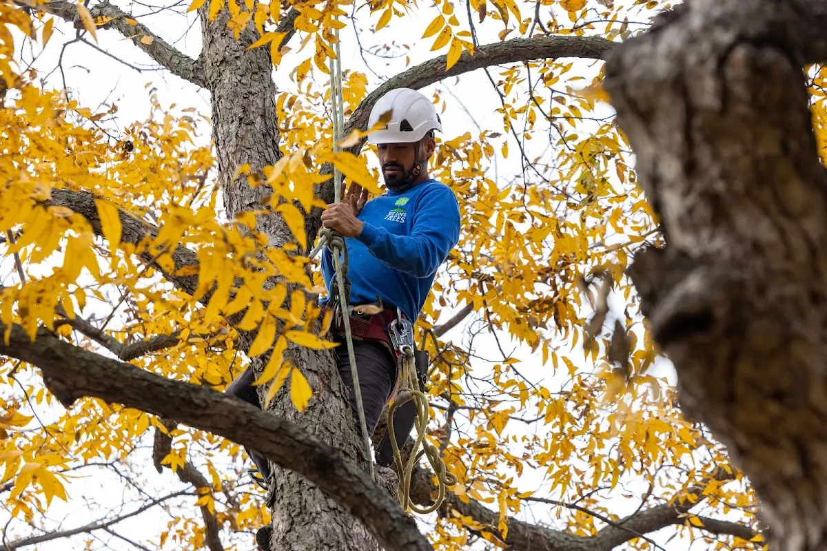 Skilled Tree Transplanting crew working in Mendon